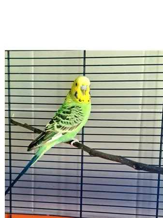 Oddam zwierzę, Wrocław, 10 marca 2026