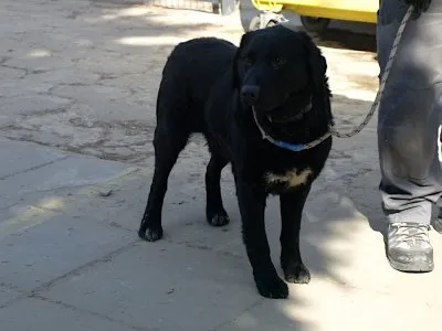 Pies do adopcji, Pabianice, 22 marca 2026