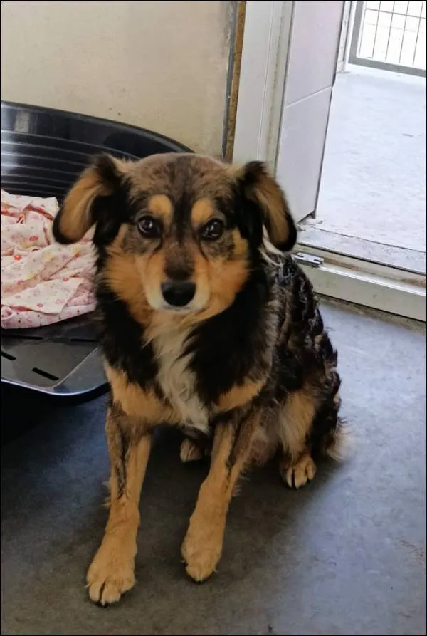 Znaleziono psa, Grudziądz, 23 marca 2026