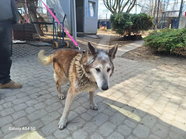 Pies do adopcji, Orzechowce, 24 marca 2026 (1/4)