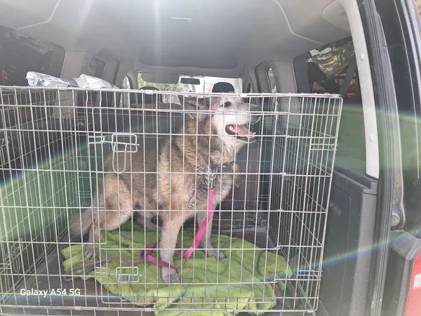 Pies do adopcji, Orzechowce, 24 marca 2026 (2/4)