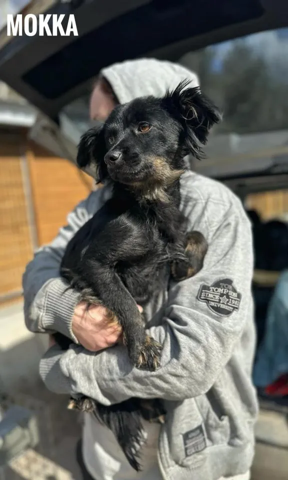 Pies do adopcji, Rytlów, 24 marca 2026