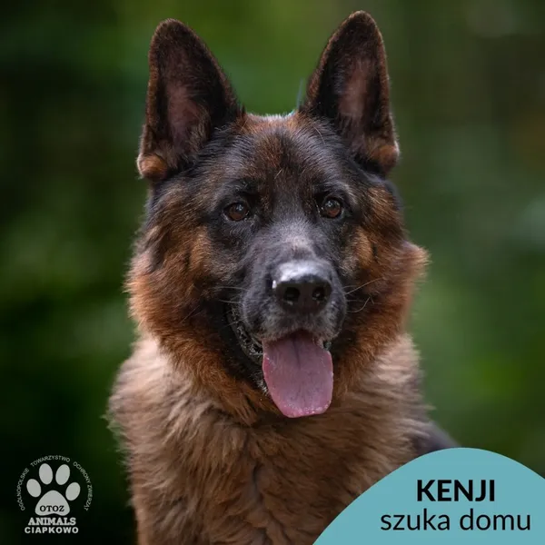 Pies do adopcji, Gdynia, 24 marca 2026 (1/4)