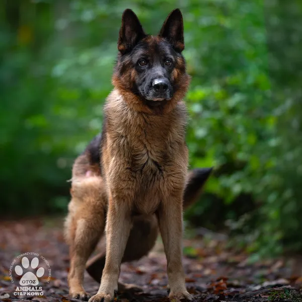 Pies do adopcji, Gdynia, 24 marca 2026 (2/4)