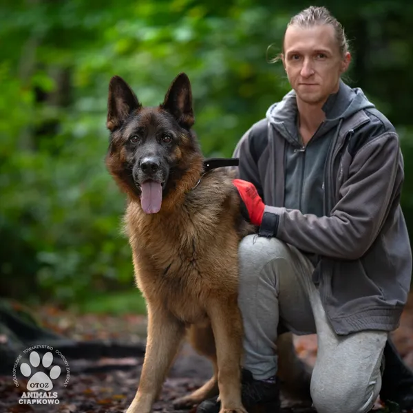 Pies do adopcji, Gdynia, 24 marca 2026 (3/4)