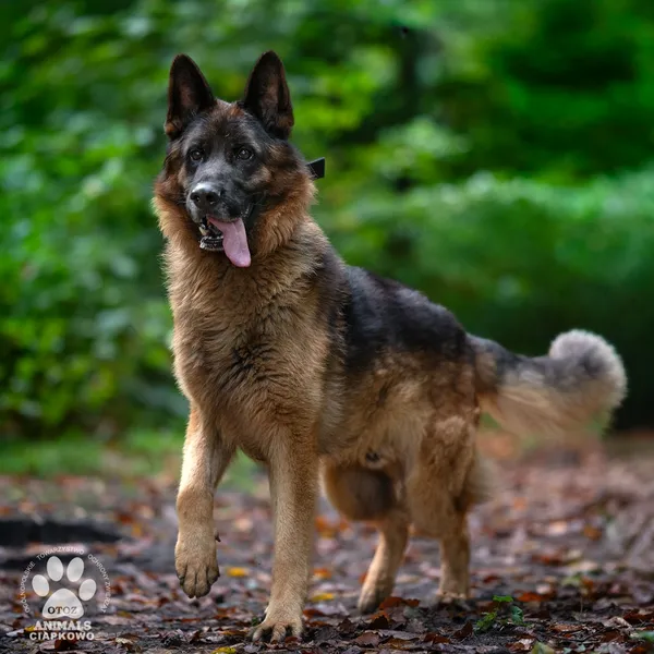 Pies do adopcji, Gdynia, 24 marca 2026 (4/4)