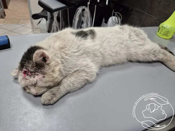 Znaleziono kota, Chełmek, 23 marca 2026