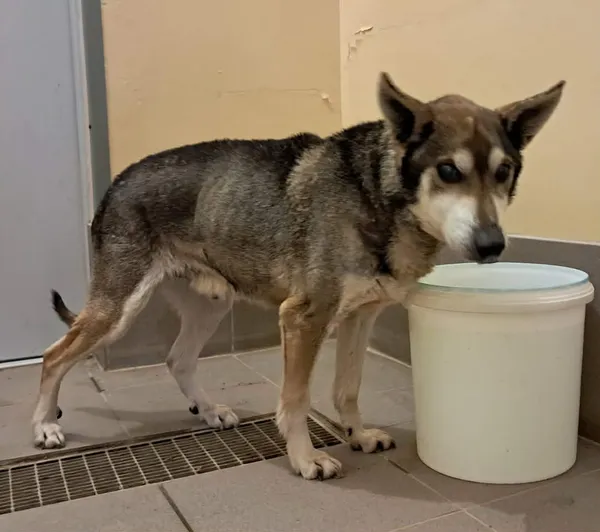 Znaleziono psa, Olsztyn, 20 marca 2026