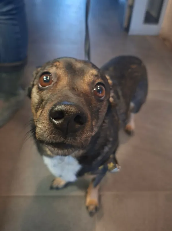 Znaleziono psa, Olsztyn, 20 marca 2026 (1/2)