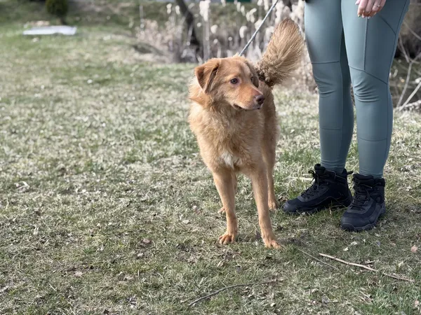 Pies do adopcji, Bełchatów, 17 lutego 2026 (1/5)