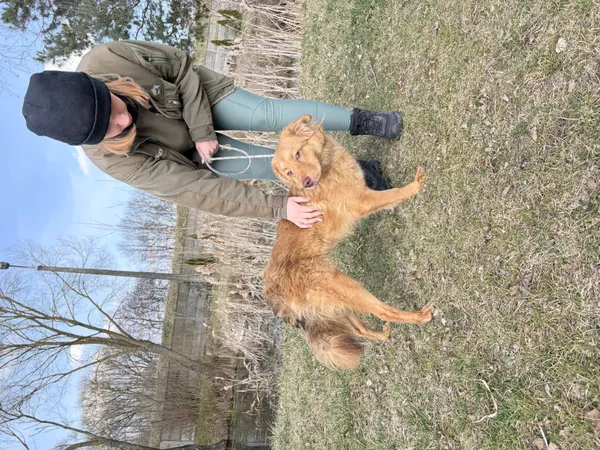 Pies do adopcji, Bełchatów, 17 lutego 2026 (2/5)