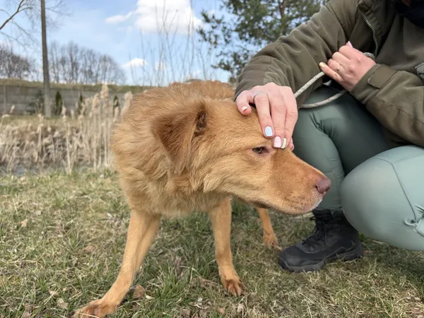 Pies do adopcji, Bełchatów, 17 lutego 2026 (4/5)