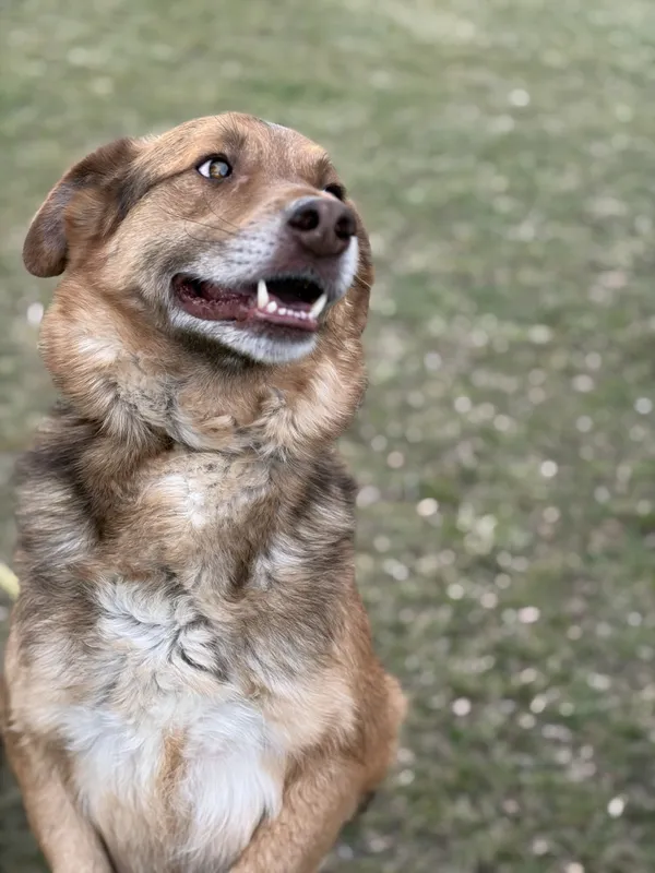 Pies do adopcji, Bełchatów, 2 lipca 2025 (3/5)