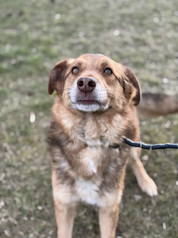 Pies do adopcji, Bełchatów, 2 lipca 2025 (5/5)