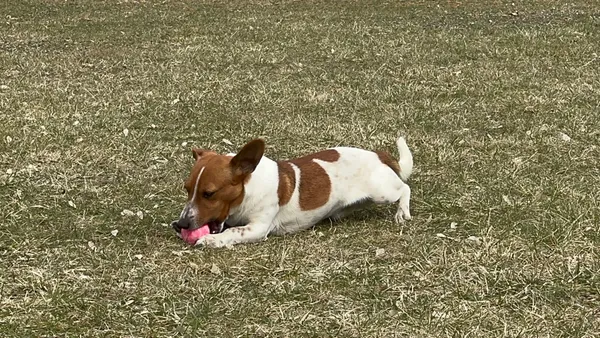 Pies do adopcji, Oborniki, 16 lutego 2026 (3/4)