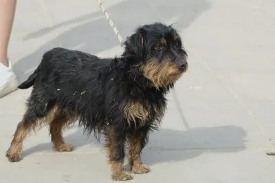 Pies do adopcji, Pabianice, 23 marca 2026