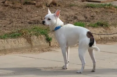 Pies do adopcji, Pabianice, 23 marca 2026 (1/2)