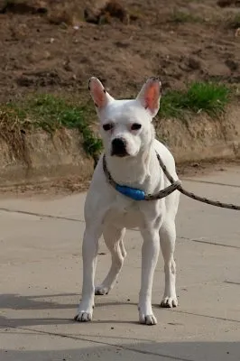 Pies do adopcji, Pabianice, 23 marca 2026 (2/2)