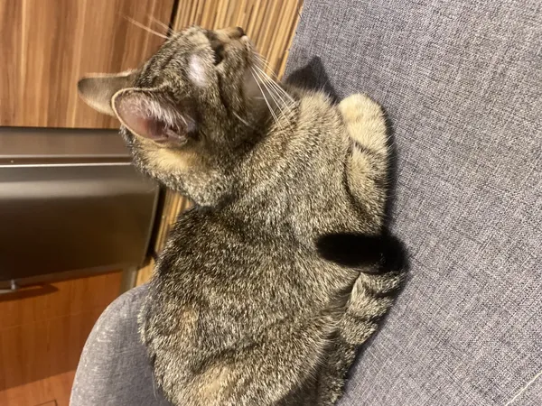 Znaleziono kota, Łódź, 24 marca 2026