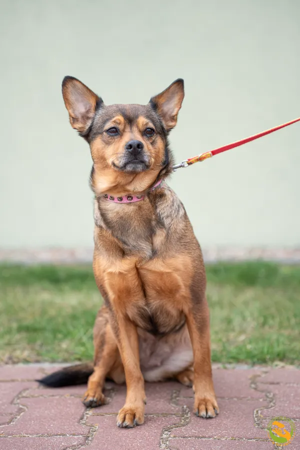 Znaleziono psa, Skałowo, 24 marca 2026 (2/3)