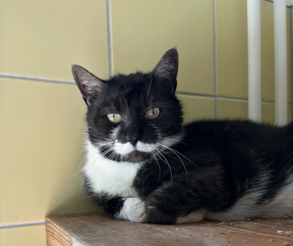 Kot do adopcji, Wrocław, 2 marca 2026