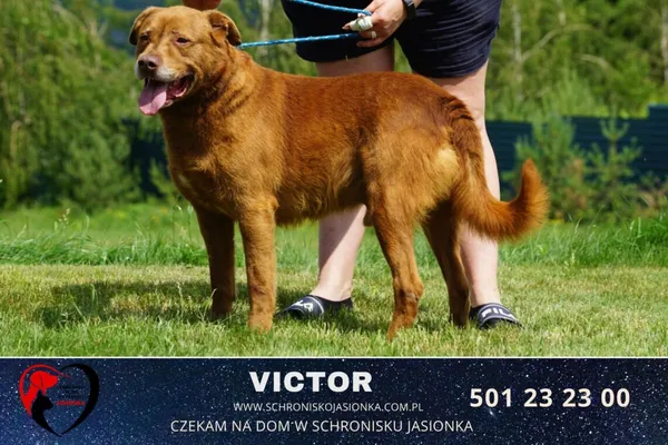 Pies do adopcji, Ciosny, 20 stycznia 2019 (1/2)