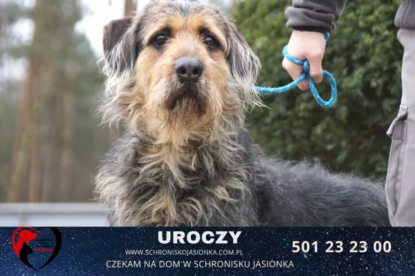 Pies do adopcji, Ciosny, 25 listopada 2022