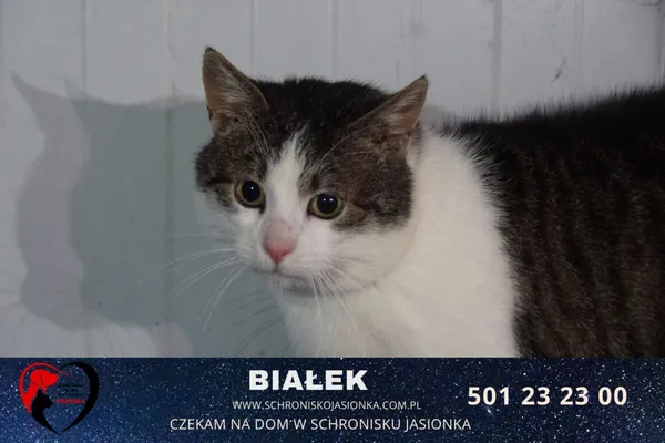 Kot do adopcji, Ciosny, 8 czerwca 2019 (3/4)
