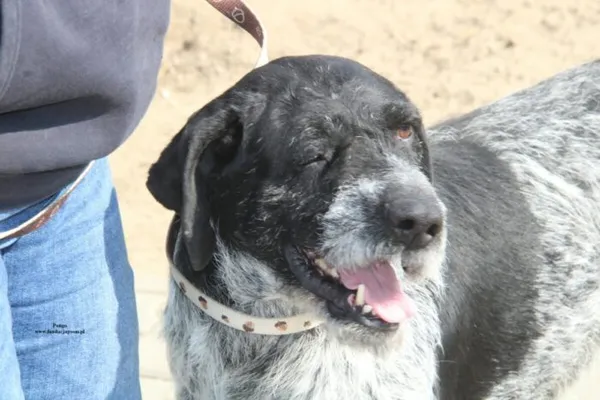 Pies do adopcji, Nowy Dwór Mazowiecki, 24 marca 2026 (1/4)