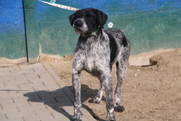 Pies do adopcji, Nowy Dwór Mazowiecki, 24 marca 2026 (2/4)