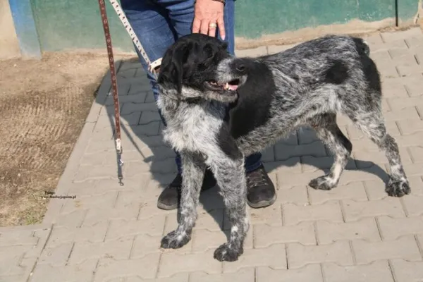 Pies do adopcji, Nowy Dwór Mazowiecki, 24 marca 2026 (4/4)
