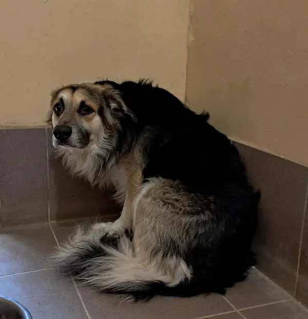 Znaleziono psa, Olsztyn, 20 marca 2026