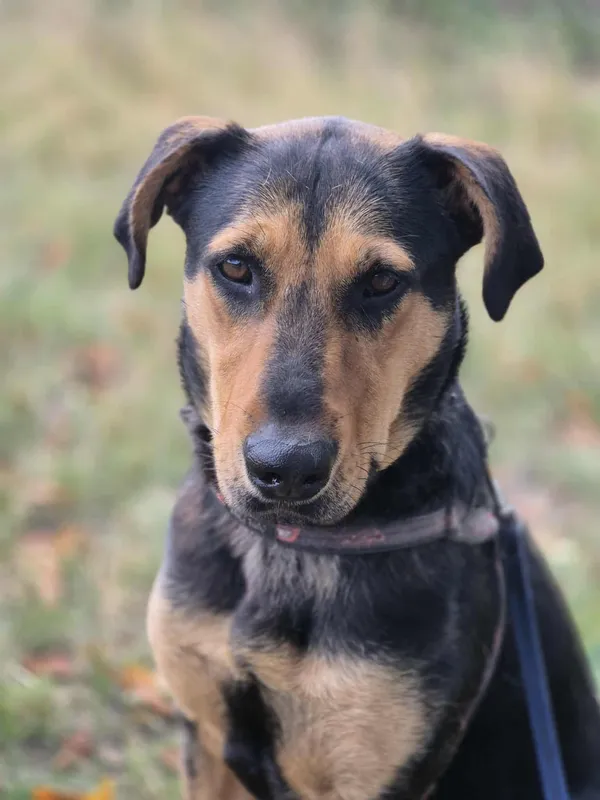 Oddam psa, Wólka Grodziska, 25 marca 2026 (1/6)