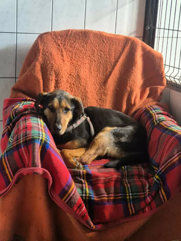 Oddam psa, Wólka Grodziska, 25 marca 2026 (2/6)