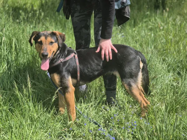 Oddam psa, Wólka Grodziska, 25 marca 2026 (3/6)