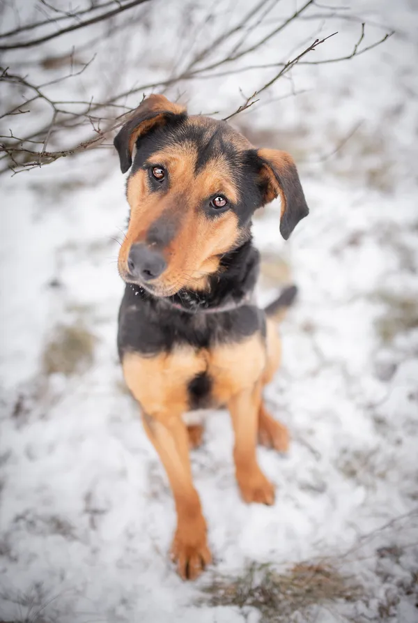 Oddam psa, Wólka Grodziska, 25 marca 2026 (4/6)