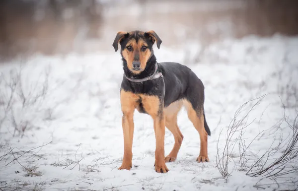 Oddam psa, Wólka Grodziska, 25 marca 2026 (5/6)