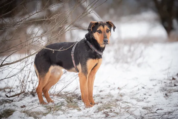 Oddam psa, Wólka Grodziska, 25 marca 2026 (6/6)