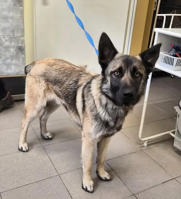 Znaleziono psa, Choszczno, 25 marca 2026