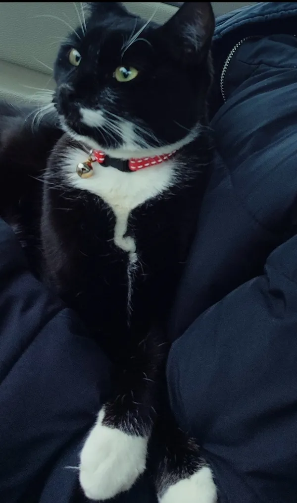 Zaginął kot, Przyjaźń, 25 marca 2026 (1/2)