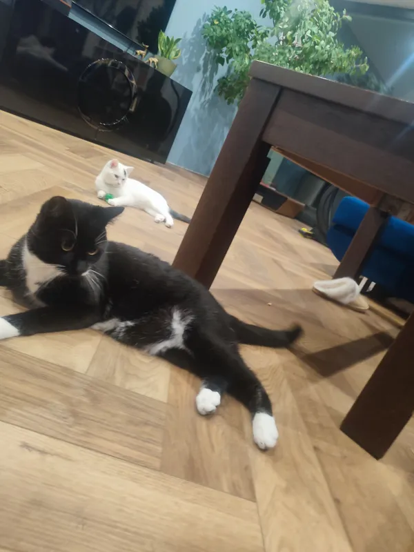 Zaginął kot, Przyjaźń, 25 marca 2026 (2/2)