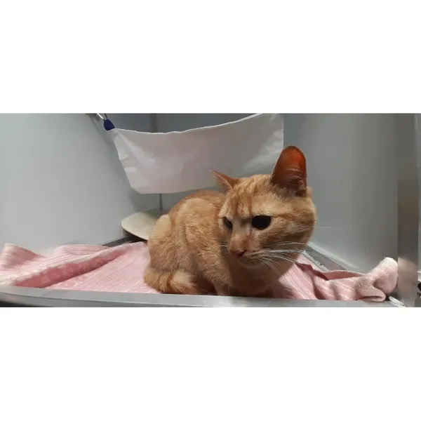 Znaleziono kota, Białystok, 27 lutego 2026