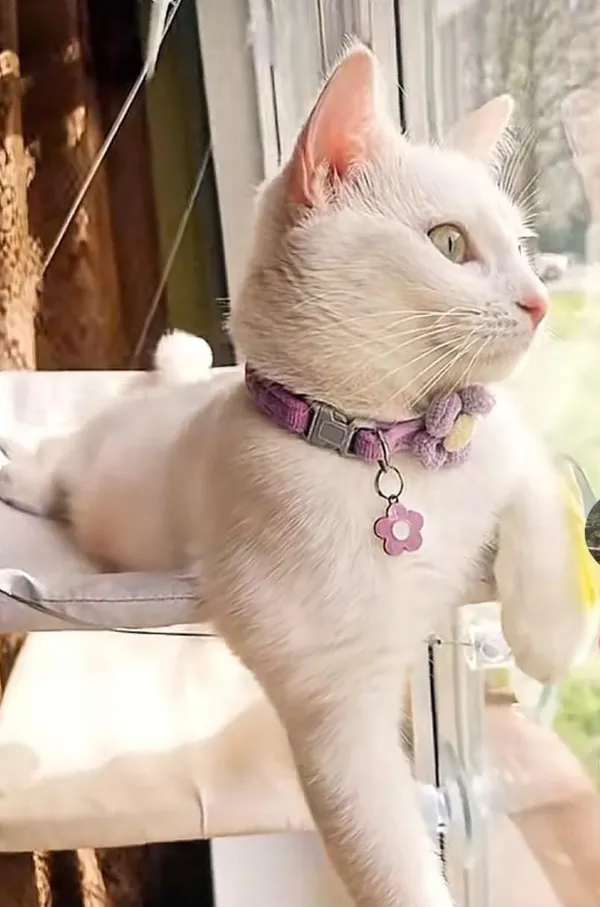 Zaginął kot, Gułów, 26 marca 2026 (1/3)