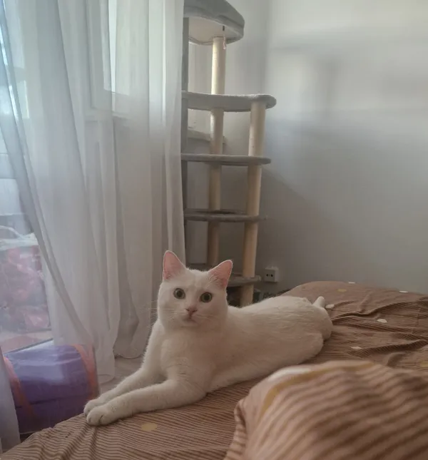 Zaginął kot, Gułów, 26 marca 2026 (2/3)