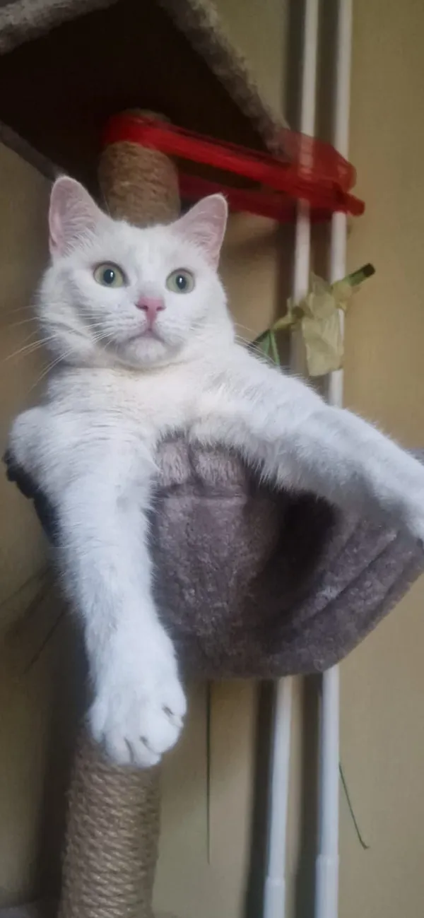 Zaginął kot, Gułów, 26 marca 2026 (3/3)