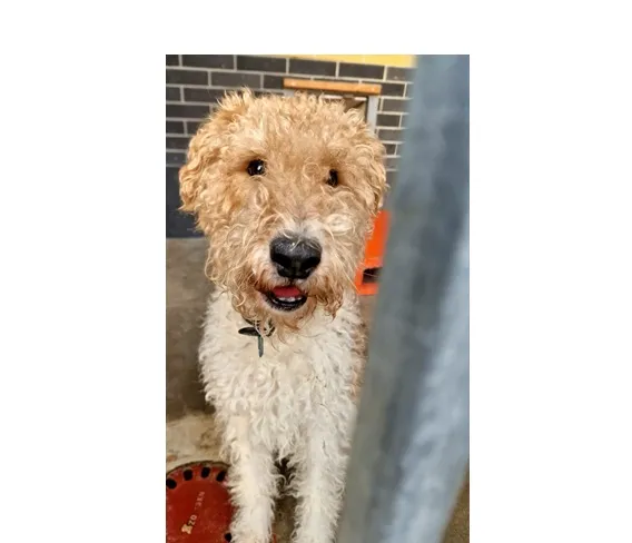 Znaleziono psa, Wrocław, 1 marca 2026