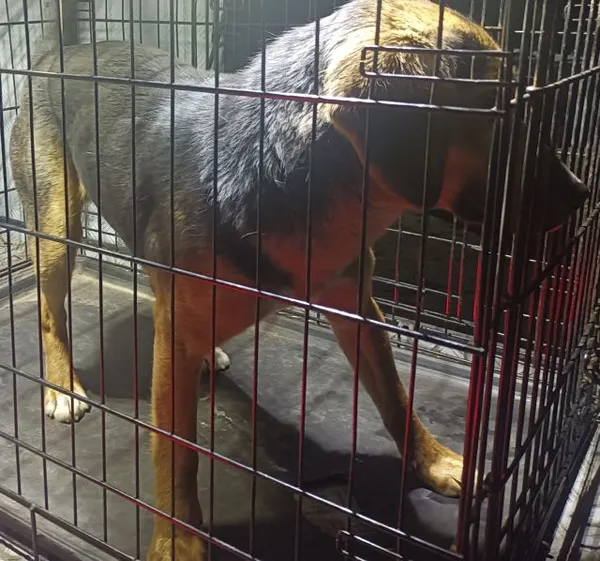 Znaleziono psa, Radom, 25 marca 2026