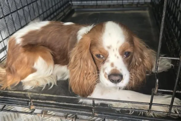 Znaleziono psa, Radom, 25 marca 2026