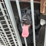 Pies do adopcji