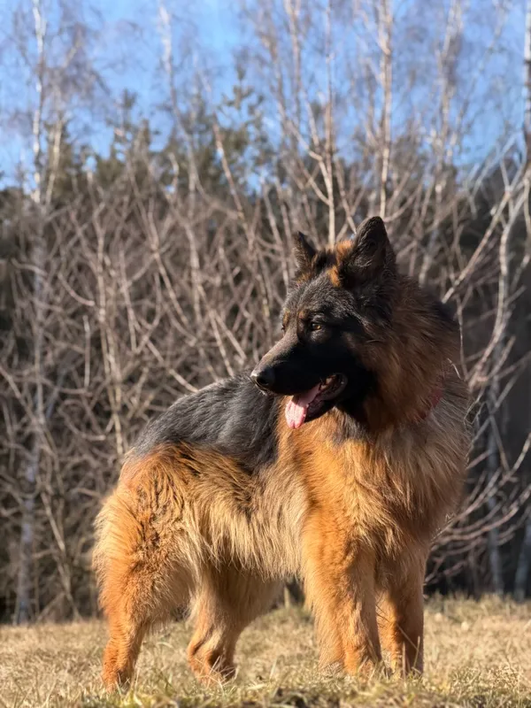 Pies do adopcji, Pieczyska, 25 marca 2026 (5/5)